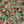Load image into Gallery viewer, Sweetapolita Christmas Sprinkle Mix 3.5OZ
