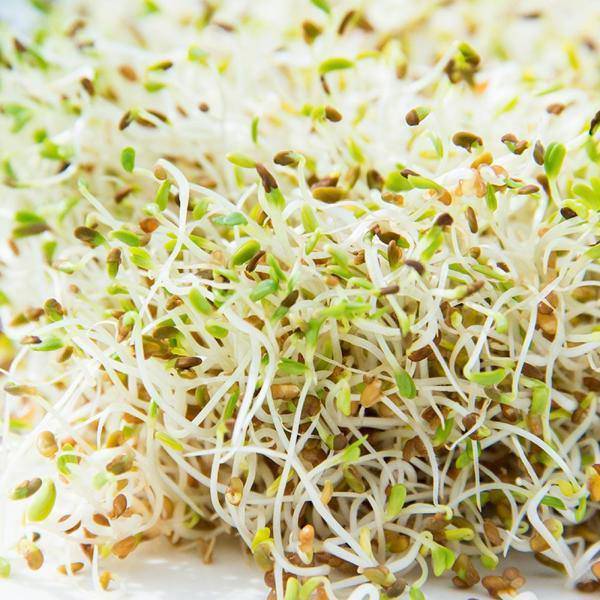 Mumm's Sprouting Seeds Alfalfa Seeds