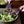 Load image into Gallery viewer, Island Bamboo Pakkawood Salad Hands - Rainbow - Bear Country Kitchen
